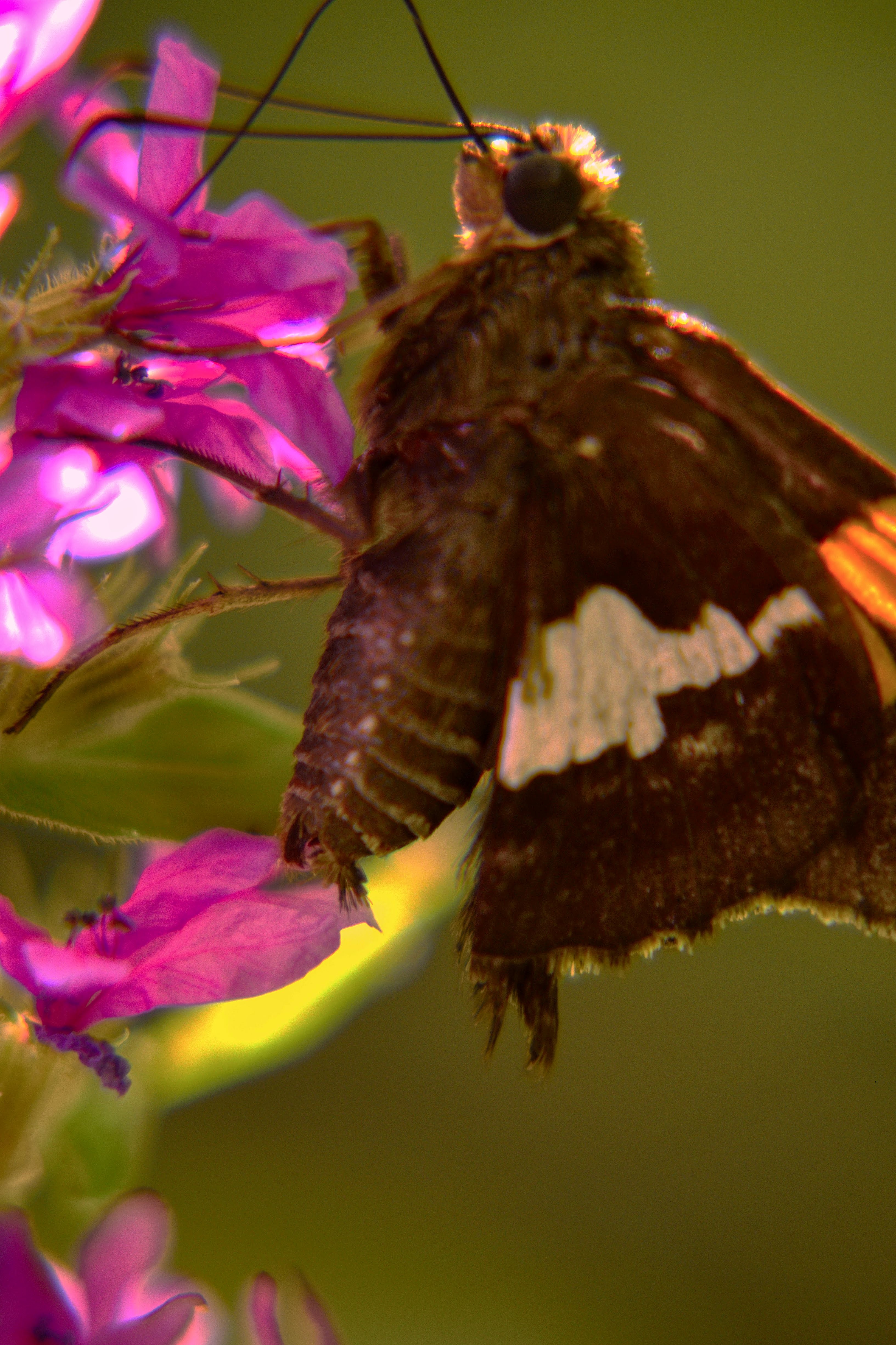 moth on flower photo