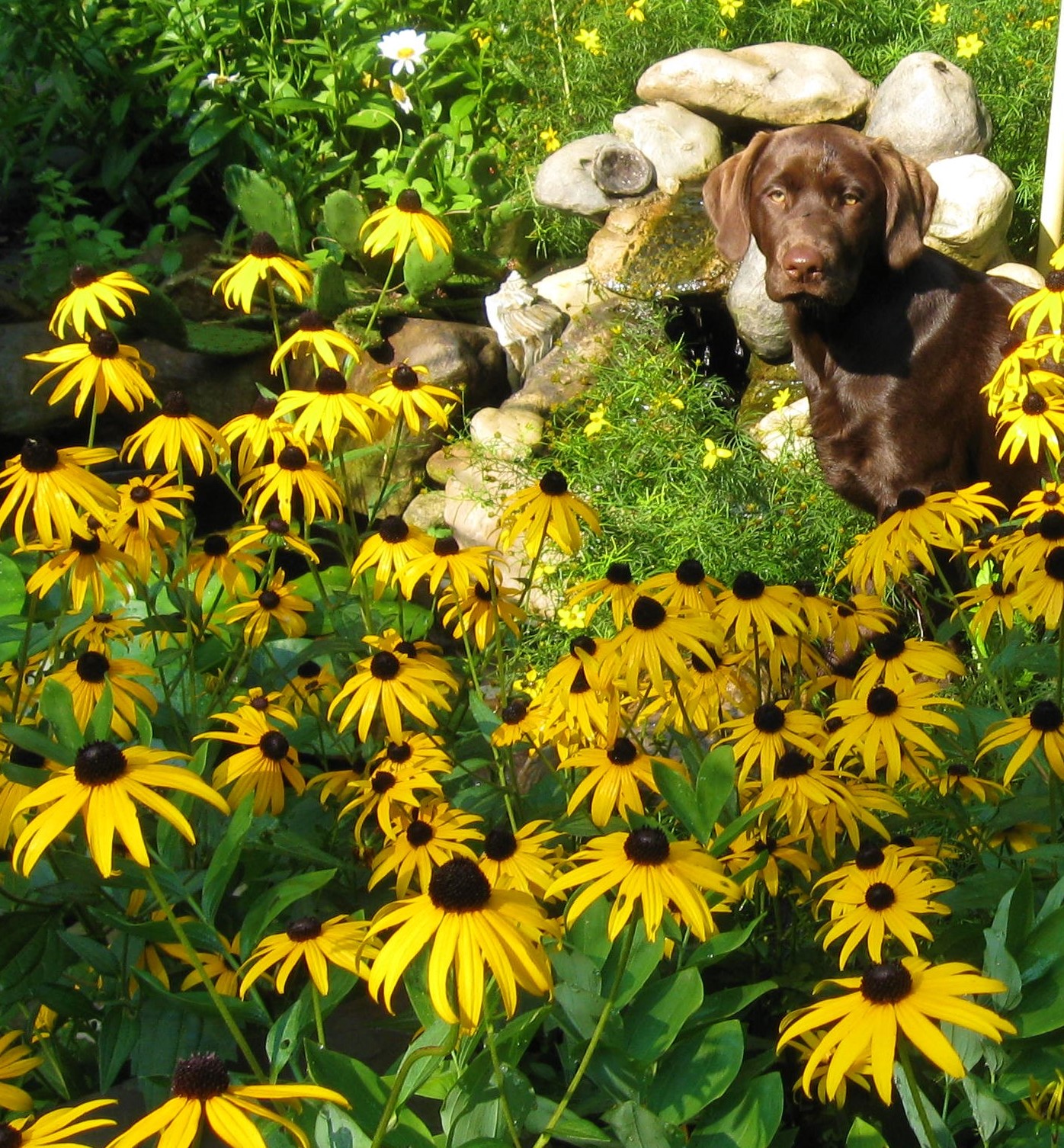 dog in field of flowers photo