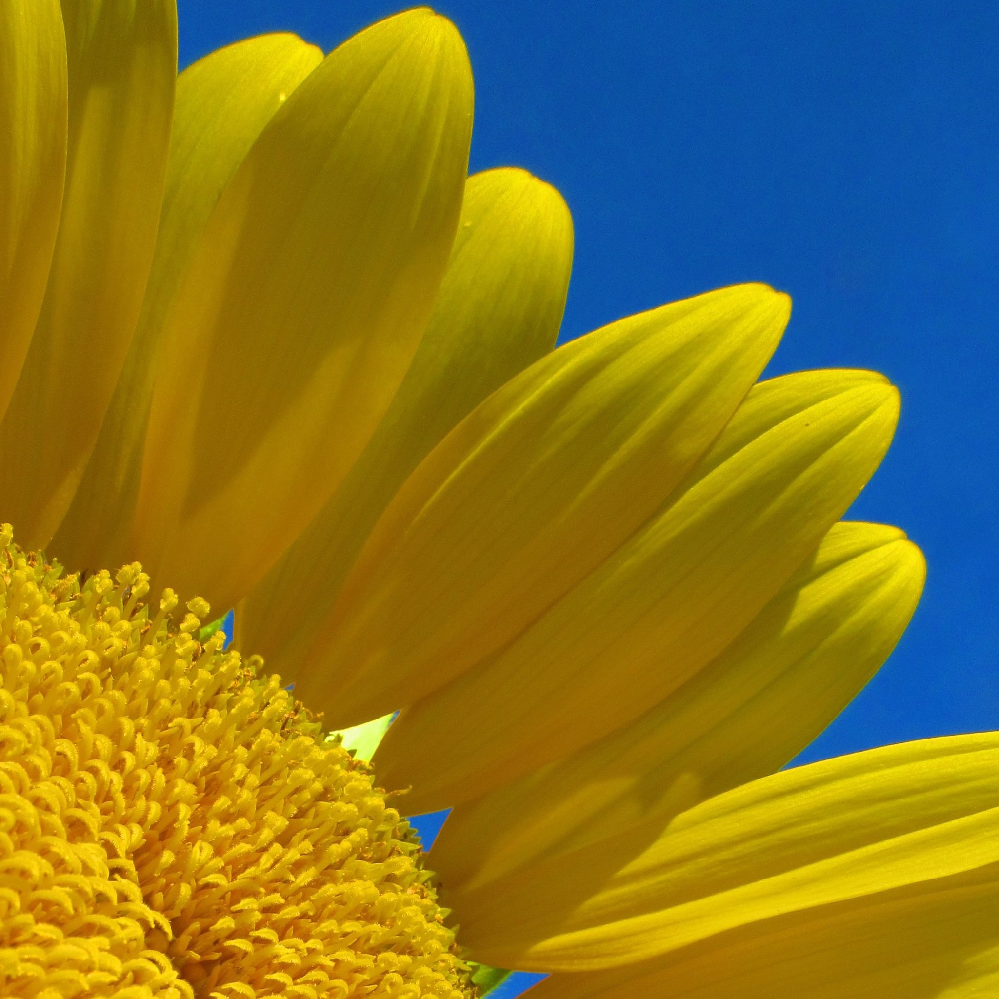 close-up sunflower photo