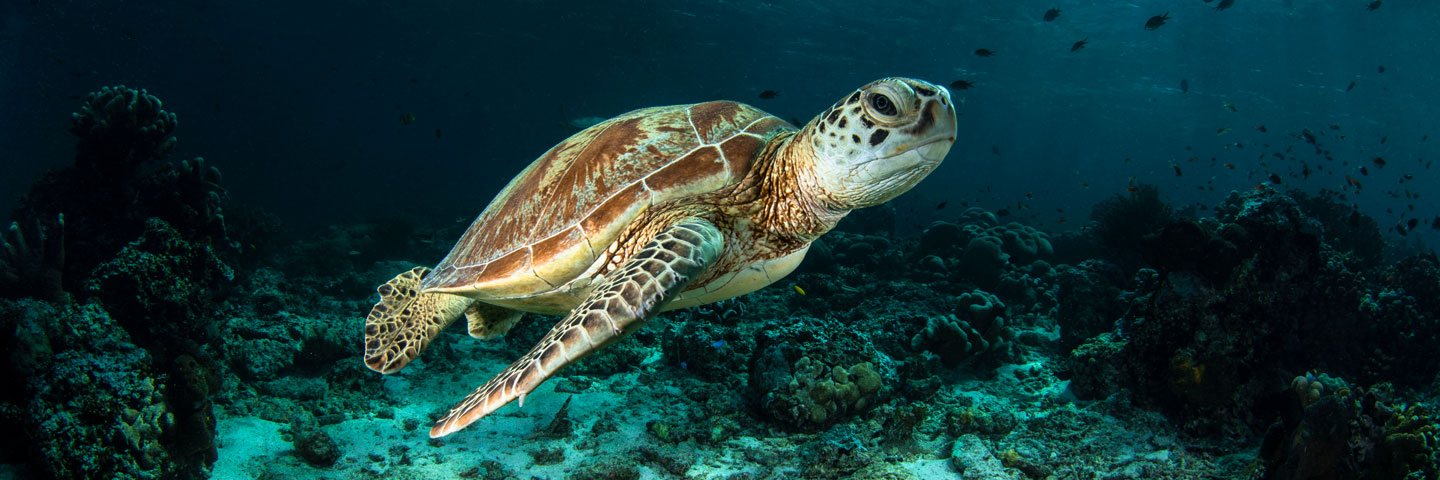 sea turtle in the ocean